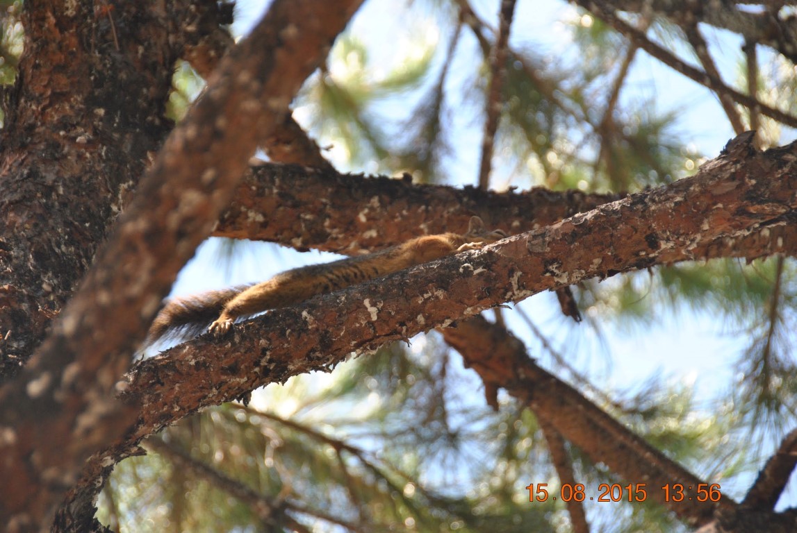 imagini hotel MAJESTY KUSTUR KUSADASI